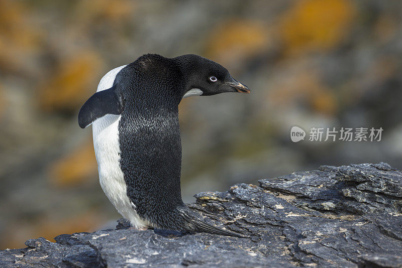 阿德利企鹅(Pygoscelis adeliae)，卵石湾，加冕岛，南奥克尼群岛